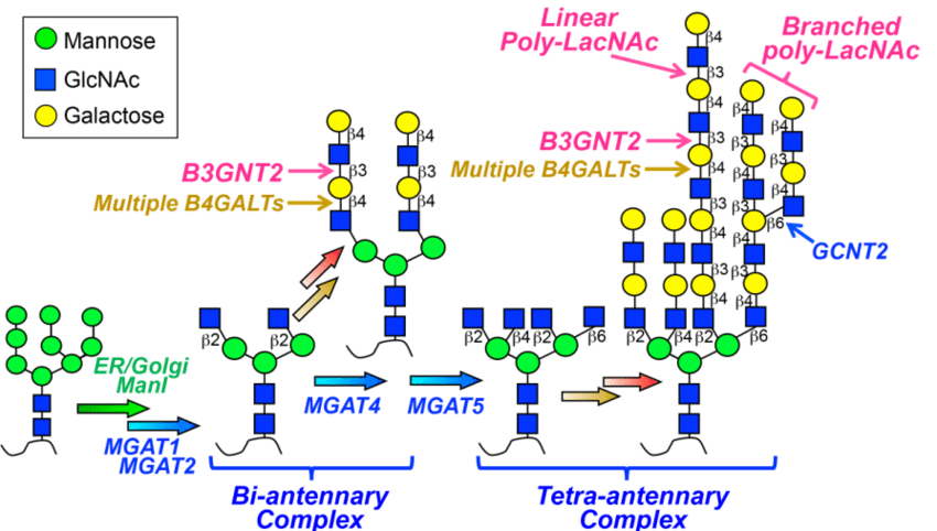 Fig.1 Synthesis of polylactosamine. (Kadirvelraj, et al., 2021)